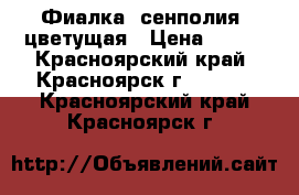 Фиалка (сенполия) цветущая › Цена ­ 180 - Красноярский край, Красноярск г.  »    . Красноярский край,Красноярск г.